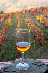 Glass of Portuguese white dry wine, produced in Douro Valley and old terraced vineyards on background in autumn, wine region of Portugal