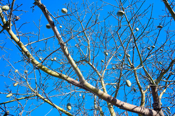Arbol palo borracho con espinas