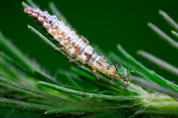 Aphid lions live on wild plants in North China