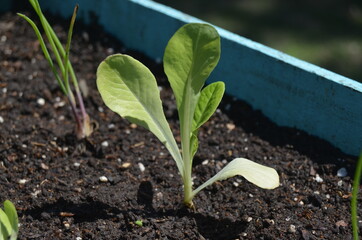 young plant in the ground
