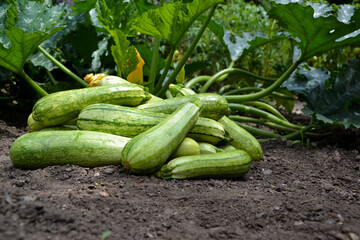 Zucchini harvest in summer. Marrow vegetables. Fresh courgette summer harvest. Organic zucchini in the garden.