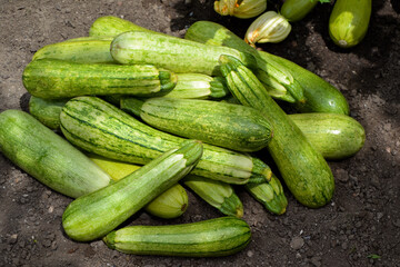 Zucchini harvest in summer. Marrow vegetables. Fresh courgette summer harvest. Organic zucchini in the garden.