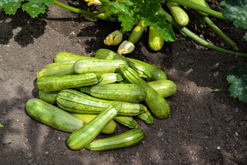 Zucchini harvest in summer. Marrow vegetables. Fresh courgette summer harvest. Organic zucchini in the garden.