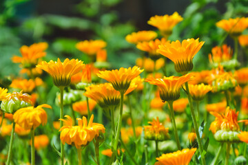 Calendula flowers. Marigold herbal plant. Beautiful flower in wild nature. Garden herb blossom. Calendula fresh bloom.