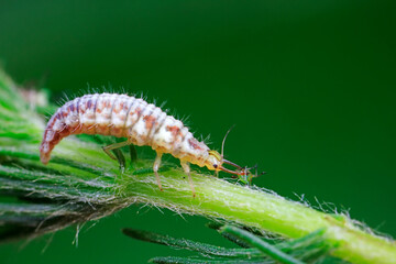 Aphid lions live on wild plants in North China
