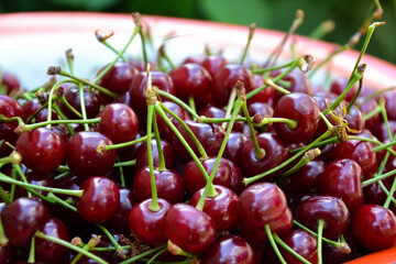 Cherry organic berries harvest. Fresh cherries for jam, juice, smoothie, compote, desserts and cakes. Organic fruits in the village.