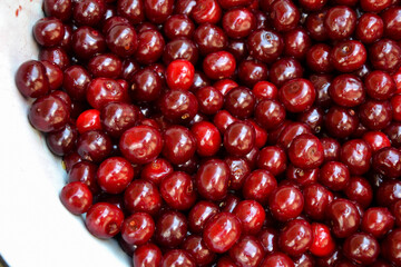 Cherry organic berries harvest. Fresh cherries for jam, juice, smoothie, compote, desserts and cakes. Organic fruits in the village.