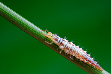 Aphid lions live on wild plants in North China