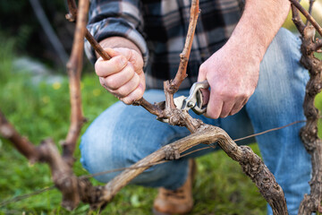 Close-up of a vine grower hand. Prune the vineyard with professional steel scissors. Traditional agriculture. 
