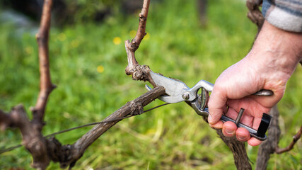 Close-up of a vine grower hand. Prune the vineyard with professional steel scissors. Traditional agriculture. 