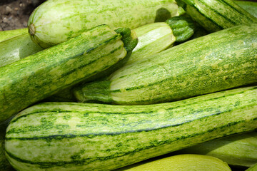 Zucchini harvest in summer. Marrow vegetables. Fresh courgette summer harvest. Organic zucchini in the garden.
