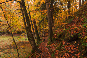 Autumn landscape, trees with autumn colors, red, orange, yellow and green leaves.. Seven Lakes, Bolu
