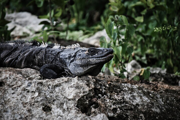 wild iguana in Mexico.