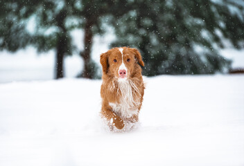 dog in snow