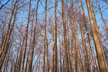 Fototapeta premium winter forest on a sunny day. trees, path, ski track