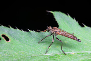 Insectivorous Tabanus inhabits wild plants in North China