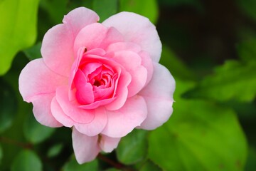 Blüte einer rosa Rose