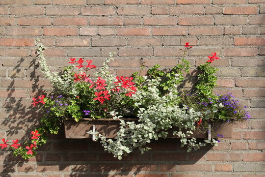 a flowerbox at the wall of a house in the garden with beautiful blooming geraniums, petunia and begonia in summer