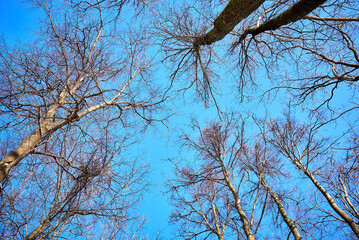 winter forest on a sunny day. clear blue sky