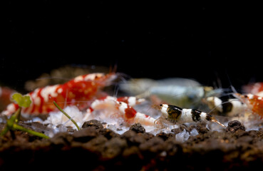 Main focus on black bee dwarf shrim enjoy eat food with other type of shrimp inn fresh water aqurium with dark background.