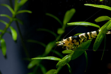 White fancy tiger dwarf shrimp stay on green leaves of aquatic plant in fresh water aquarium tank.