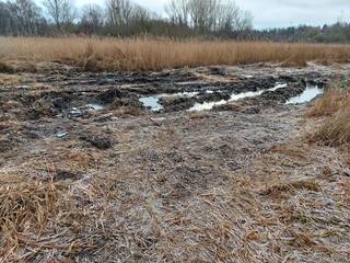 Moddrige Weide mit Pfützen