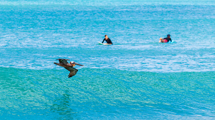 Pélican au-dessus d'une vague et surfeurs dans une mer bleu azur à la plage du Souffleur à...