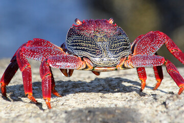 rote_Klippenkrabbe