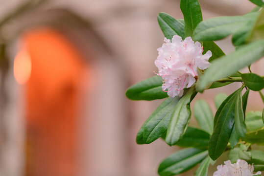 Rhododendron Macrophyllum. State Flower Of Washington