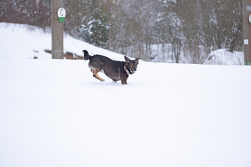 A homeless dog runs across a snow-covered field near the forest.