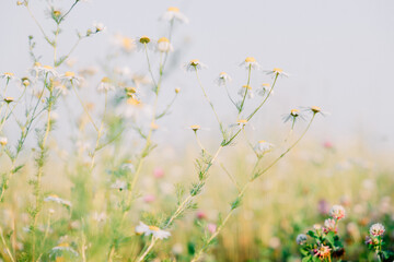Blooming chamomile field. Summer wildflowers and mid-summer. Smells and scents of meadows and nature. Pollen allergy.