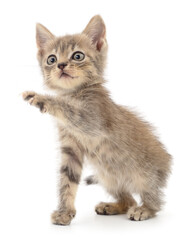 Kitten on white background.
