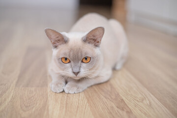 Cute young lilac cat with yellow eyes . Playful beige Burmese kitten playing and hunting indoors.