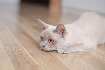 Fototapeta na wymiar Cute young lilac cat with yellow eyes . Playful beige Burmese kitten playing and hunting indoors.