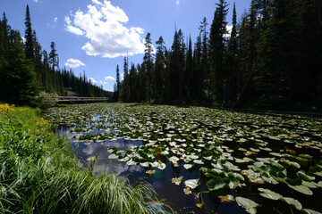 A pond full of lily pads at Yellowstone National Park