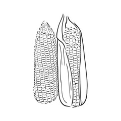 Corn, Maize or Zea mays, vintage engraving. Monochrome illustration with corn on a light background. Illustration, vector, isolated. corn vector sketch illustration