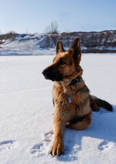 German shepherd sitting on a white snow-covered lake.