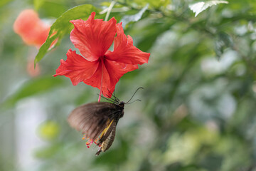 Close up of a butterfly in Malaysia