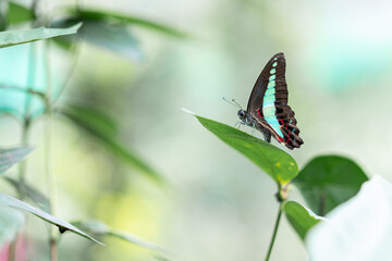 Close up of a butterfly in Malaysia