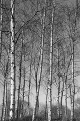 Winter Birch Trees in the Sunlight in Black and White