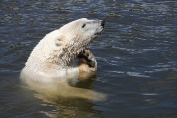 Fototapeta premium Polar bear in the water