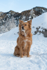 Blonde dog in the snow.
