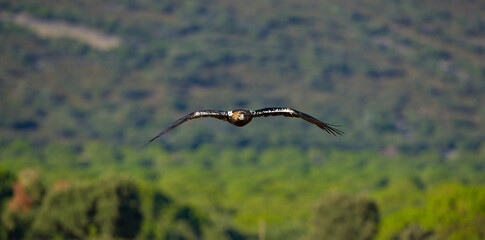 AGUILA IMPERIAL  IBERICA (Aquila adalberti)