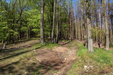 Hostyn Hills. Forest path among trees. Czechia. Europe. 