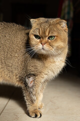 golden Scottish Fold cat is sick with lichen