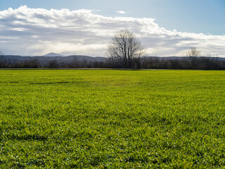 Mountain behind a field in the sun after a clearing storm.