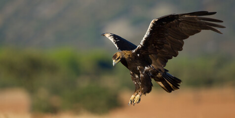 AGUILA IMPERIAL  IBERICA (Aquila adalberti)
