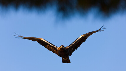 AGUILA IMPERIAL  IBERICA (Aquila adalberti)