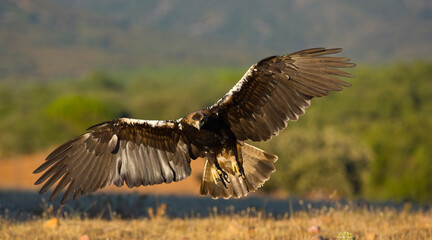AGUILA IMPERIAL  IBERICA (Aquila adalberti)