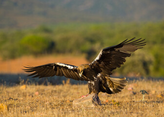 AGUILA IMPERIAL  IBERICA (Aquila adalberti)